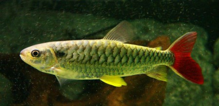 Chalcheus erytrurus